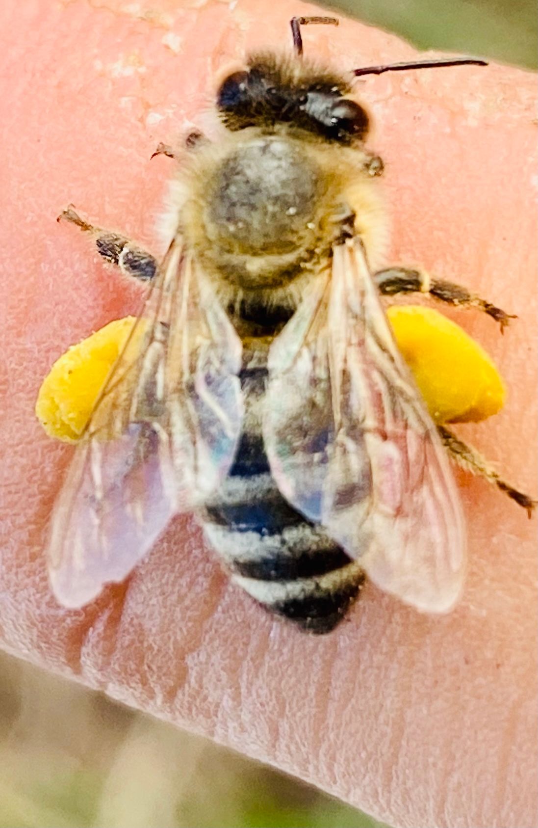 Endurance beekeeping